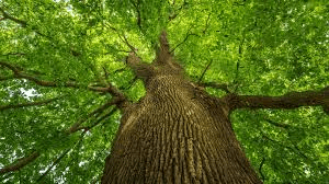 Tree canopy viewed from below